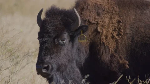 Bison with ear tag chewing tall brown grass in strong wind, close up Vídeos de archivo 332435483