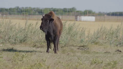 Bison with Ear Tag Looking Around in Windy Pasture Stock Footage 332432993