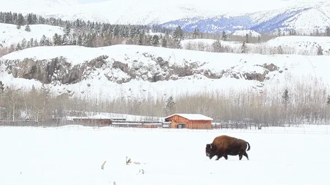 Bison eating in the distance Stock Footage 127048881