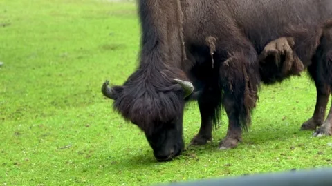 Bison eating fresh grass on open field Stock Footage 339367937