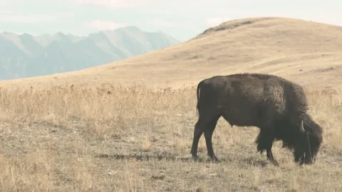 Bison eating grass 4k Stock Footage 152542232