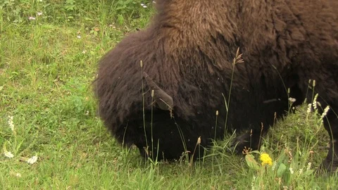Bison eating grass 8 Stock Footage 119440360