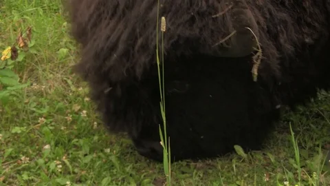 Bison eating grass close up of face Stock Footage 119440142