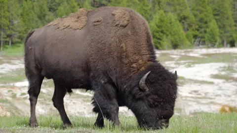 A Bison Eating Grass on A Field Stock-Footage 278052589
