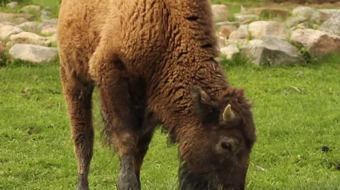 Bison Eating Grass Stock Footage 5379984