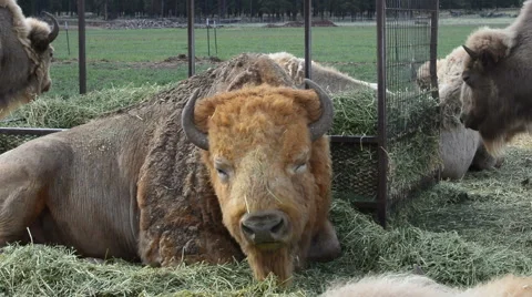 Bison eating grass Stock Footage 58563191