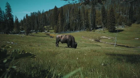 Bison Eating Grass Stock Footage