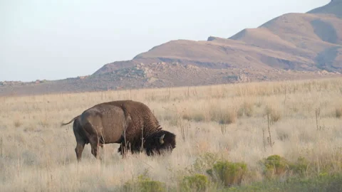 Bison eating grass Stock Footage 138986544