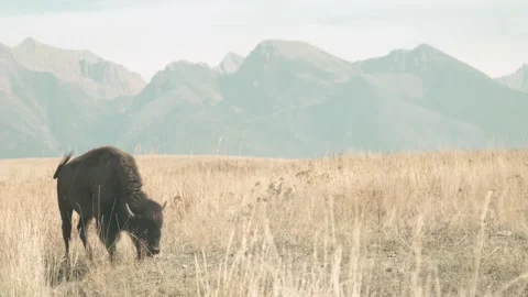 Bison Eating Grass2 4k Stock Footage 152542305
