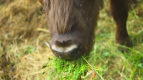 A bison eats grass Stock Footage 77120384