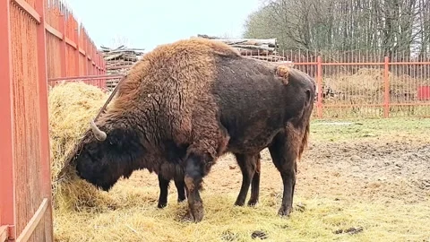 Bison eats hay in a farm enclosure during the day in a rural area Stock Footage 326375025