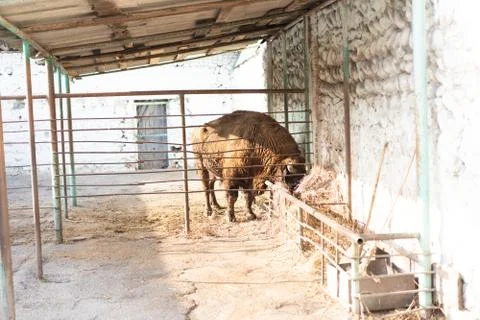 Bison eats hay in its territory Stock Photos
