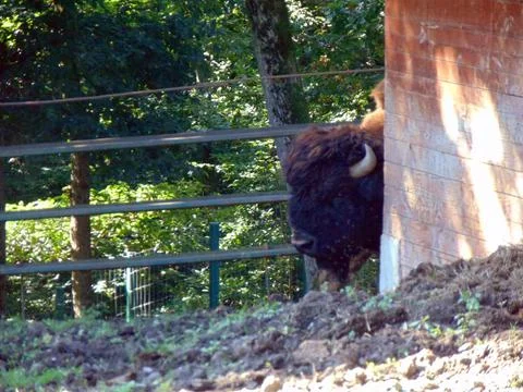 Bison in a enclosure - animals Foto stock