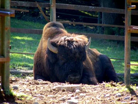 Bison in a enclosure - animals Stock Photos