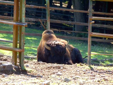 Bison in a enclosure - animals 写真素材