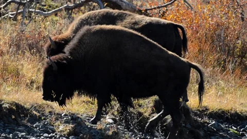 Bison, exit river and shake off water, backlit Stock Footage 168651869