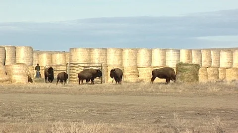 Bison Exiting Corral Gate Stock Footage 105929485