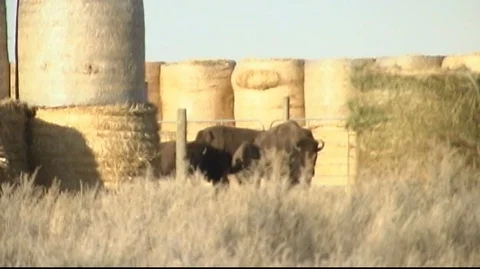 Bison Exiting Corral Gate Stock Footage 105929805