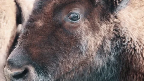 Bison eye close up slow motion Vídeo Stock 109503615