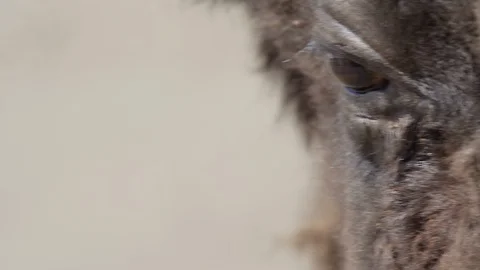 Bison eyeball shallow depth- Stock Footage 106582011