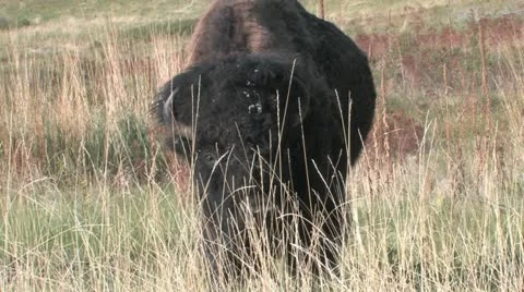 Bison Eyes You Video stock 11495438