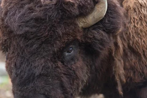 Bison Face Close Up Stock Photos