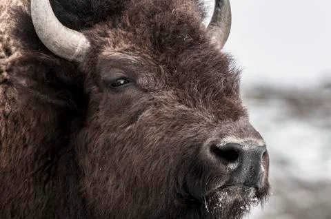Bison Face Stock Photos