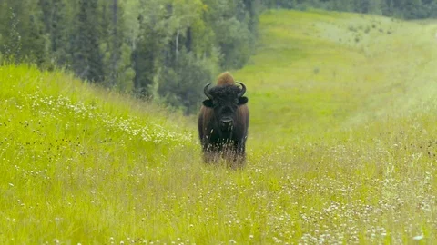 Bison is facing the camera Stock Footage 124672322