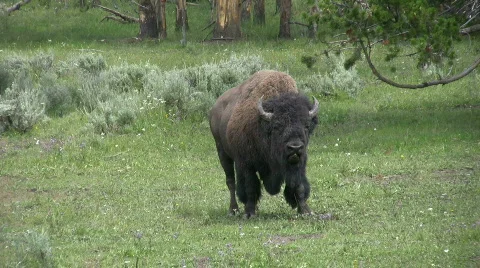 Bison facing forward Stock Footage 500372