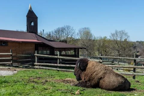 Bison at farm Stock Photos