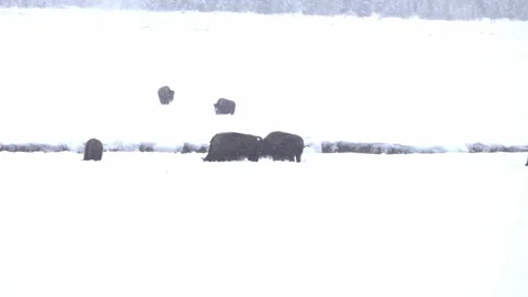 Bison feed in deep snow in Yellowstone National Park Stock Footage 267854806