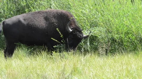 Bison Feeding on Grass and Shrubs Stock Footage 62816130
