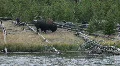 Bison feeding on river shore P HD 2876 HD Footage
