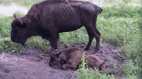 Bison female with calf Stock Footage 137699019