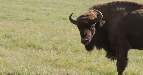 Bison in the field close-up Stock Footage 172227112