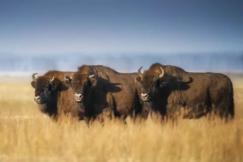 Bison on the field in the evening Stock Photos