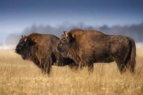 Bison on the field in the evening Stock Photos