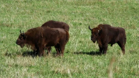 Bison in the field Видео 33567521