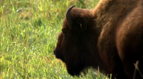 Bison in a field Stock Footage 55879626