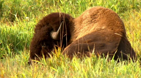 Bison in a field Stock Footage 55879711