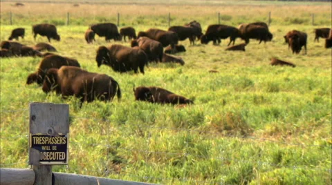 Bison in a field Stock Footage 55879803