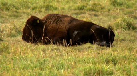 Bison in a field Stock Footage 55879827