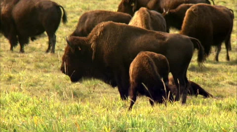 Bison in a field Stock Footage 55879922