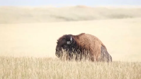 Bison in field Stock Footage 150231537