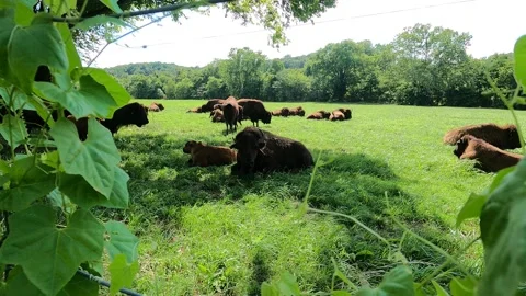 Bison in a Field in Kansas Stock Footage 161978525