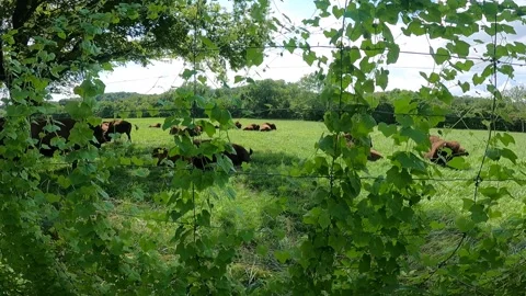 Bison in a Field in Kansas Stock Footage 161978906