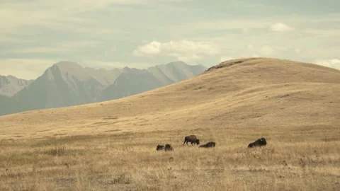 Bison Field Wide 4k Stock Footage 152542189