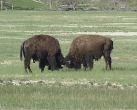 Bison fight, sparring Stock Footage 35497887