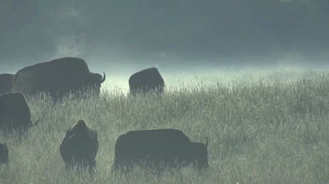 Bison in fog 1 Stock-Footage 25992363