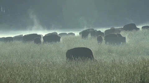 Bison in fog 2 動画素材 25992204